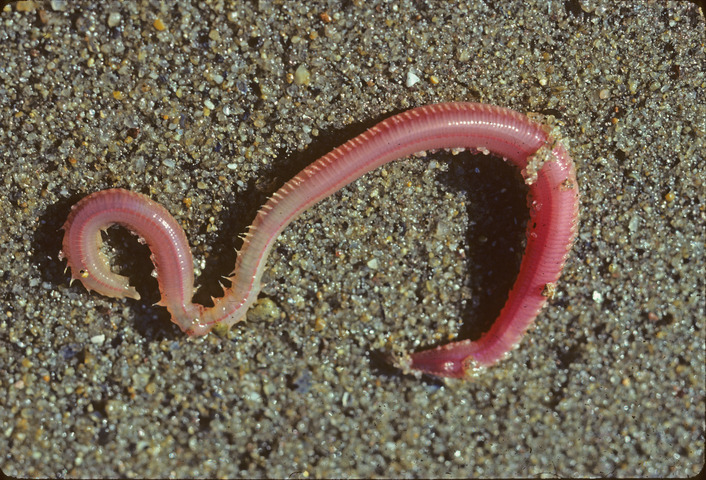 Photo of Glycera dibranchiata