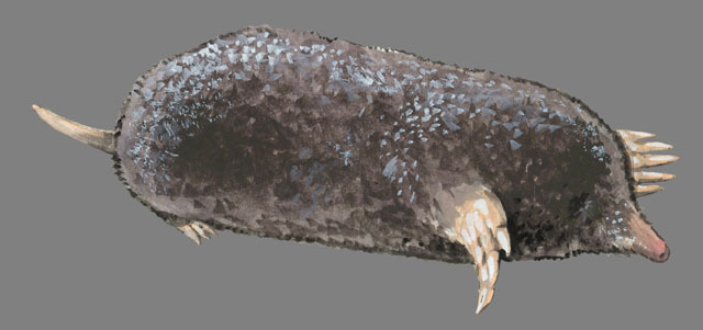 Scalopus_aquaticus