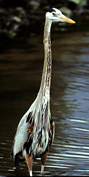 GreatBlueHeron