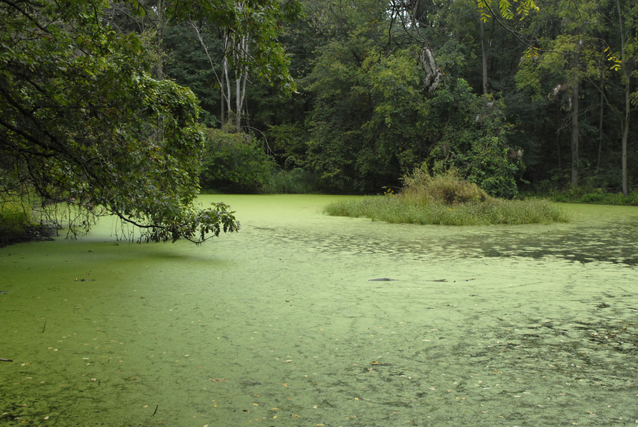 duckweed_pond0027