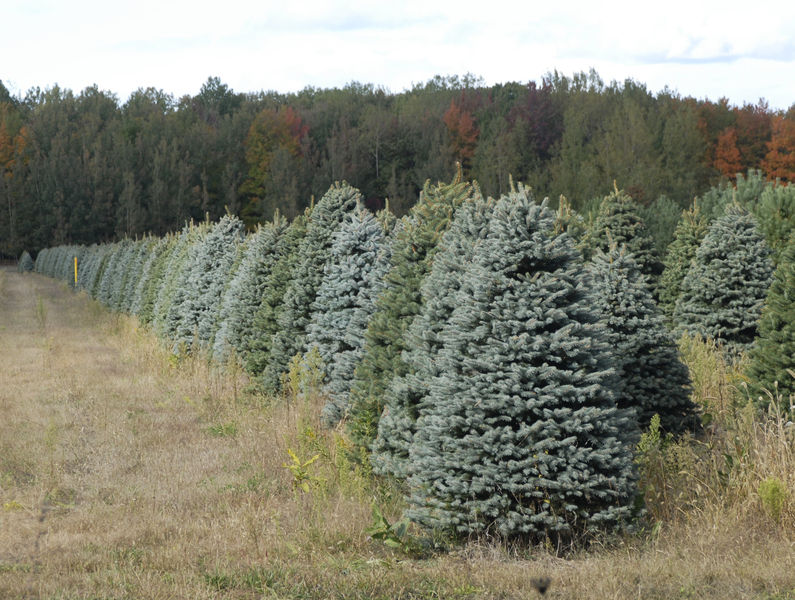 Xmas_trees0022