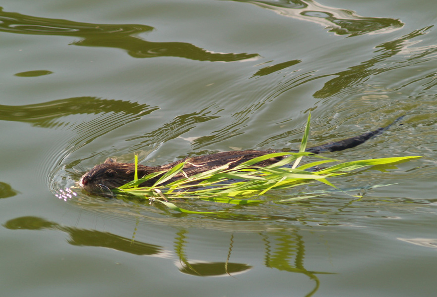 muskrat