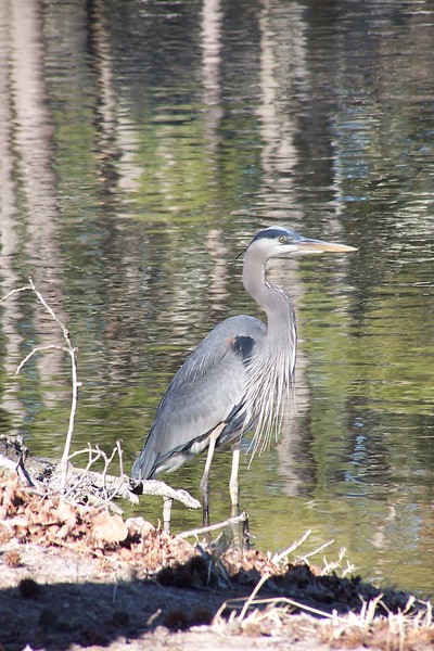 great_blue_heron