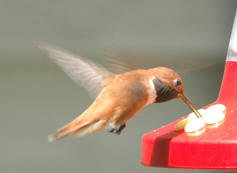 rufous_hummer_dsc_0015