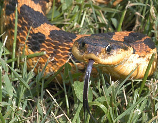 2004_0705_Eastern_Hognose