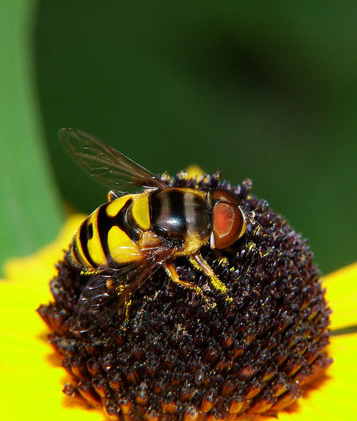 syrphidfly