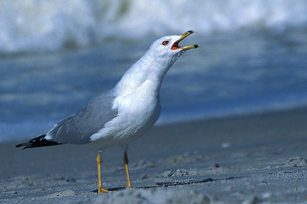 ringbilledgull