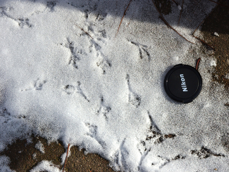 mourning_dove_tracks