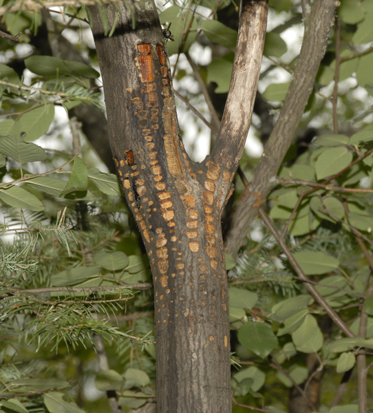 sapsucker_holes0752