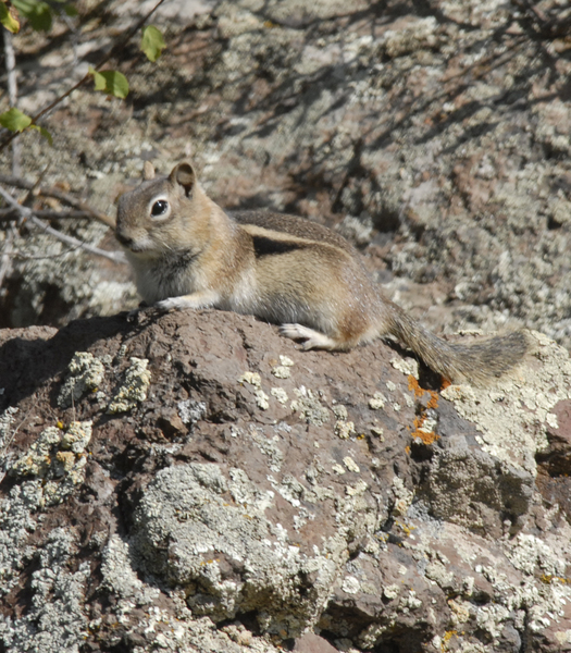 spermophilus5346