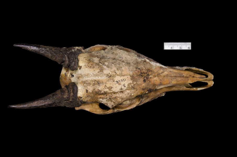 dorsal5927