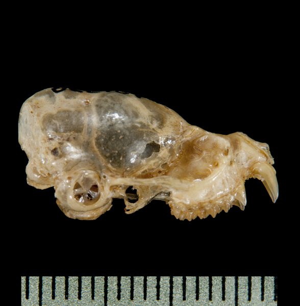 lateral6141