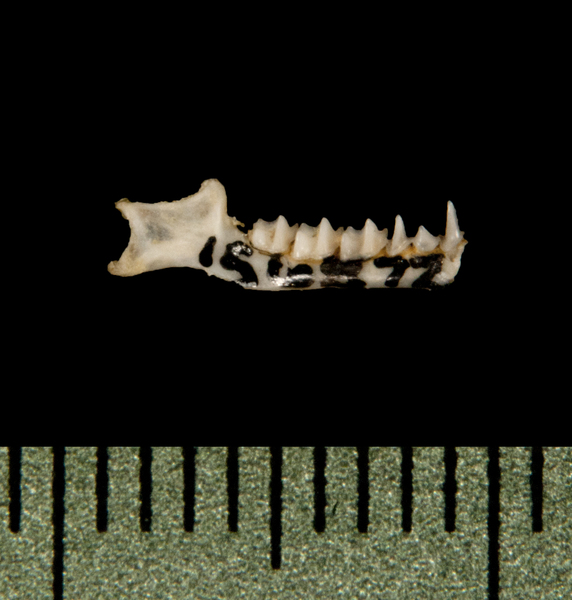 lower_lateral6161