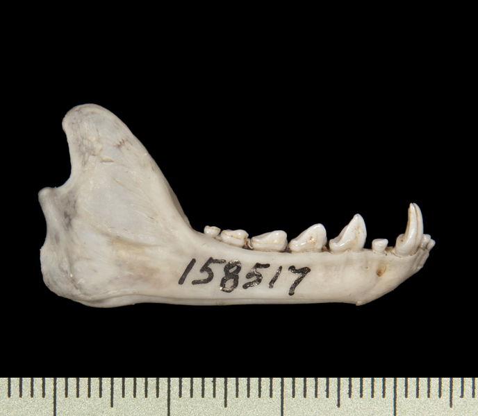 lower_lateral6520
