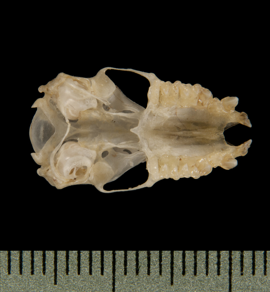 ventral5572