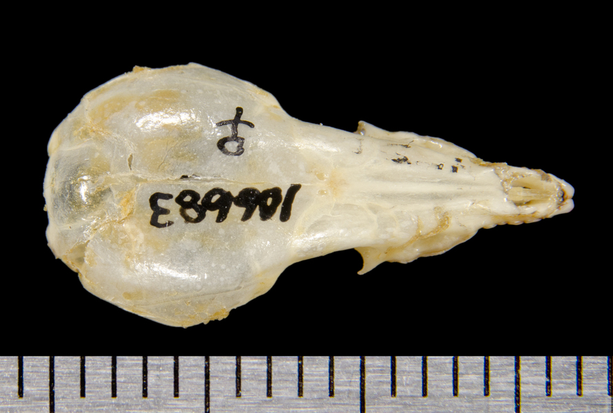 dorsal8607
