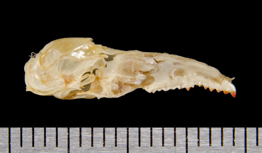 lateral8494