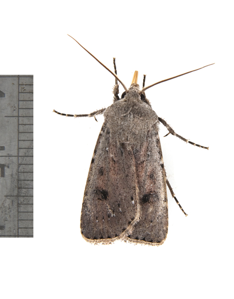 Agrotis3563