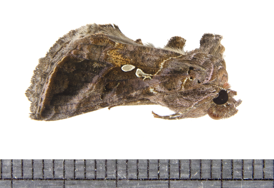 Autographa6903