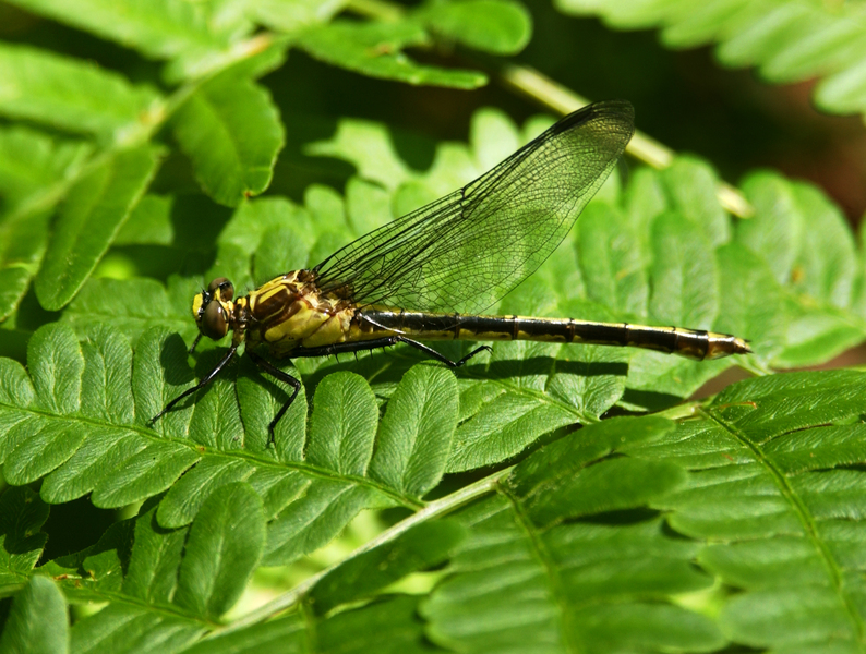 dromogomphus_spinosus4889