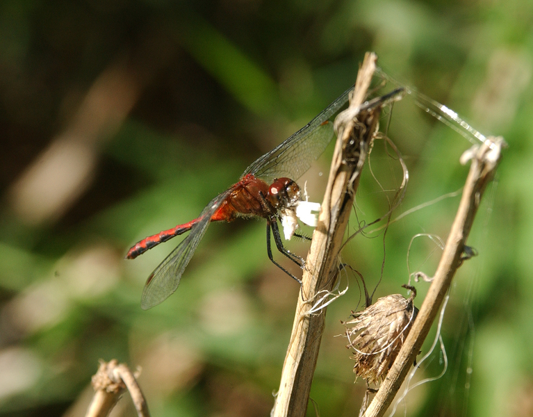 Sympetrum_internum6198