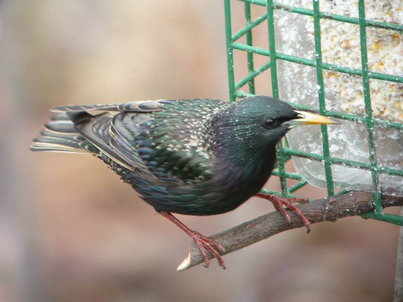 starling