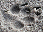 photo of dog track in sand