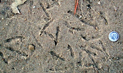 photo of Gull tracks in sand