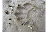 photo of Skunk track in sand